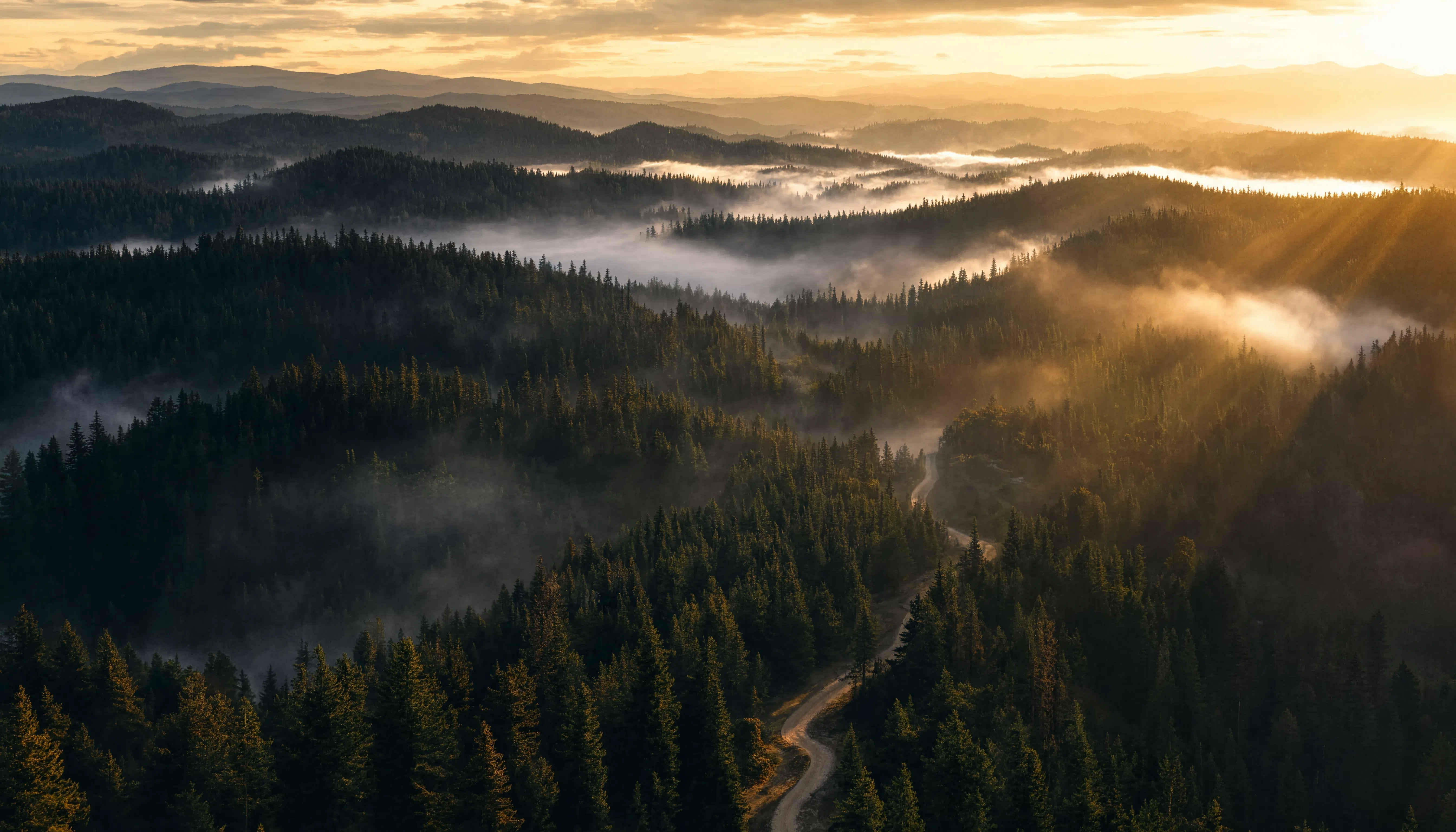 Schwarzwald Panorama bei Sonnenaufgang – dichter Nadelwald im Morgennebel